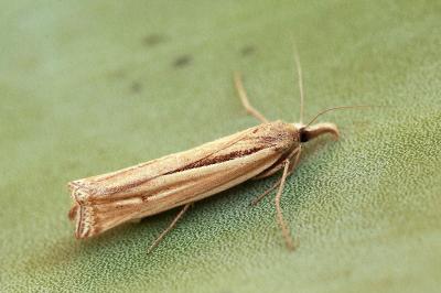 Ancylolomia tentaculella