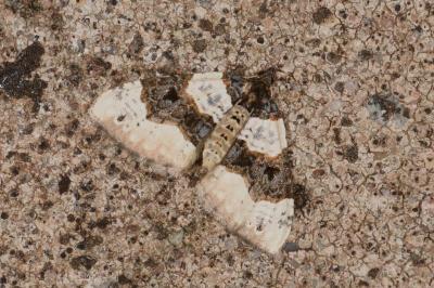Cosmorhoe ocellata