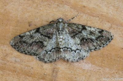 Cleorodes lichenaria