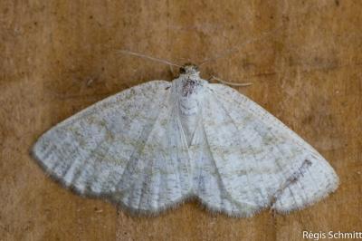 Cabera exanthemata