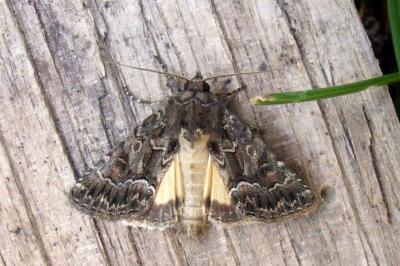 Thalpophila matura