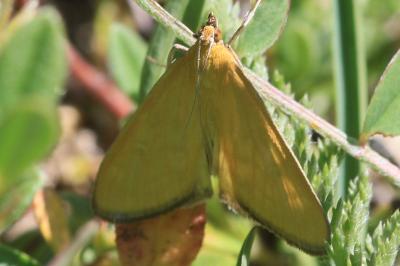 Mecyna lutealis