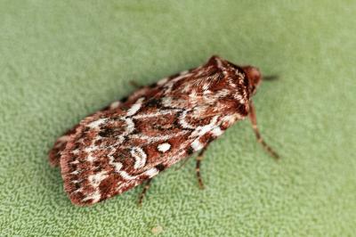Lycophotia porphyrea