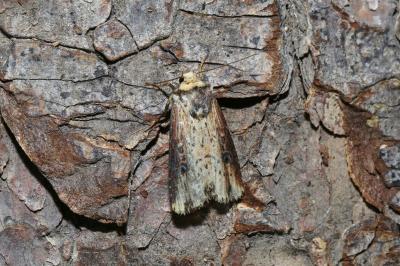 Axylia putris