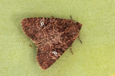 Mesapamea secalis