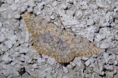 Scopula rufomixtaria