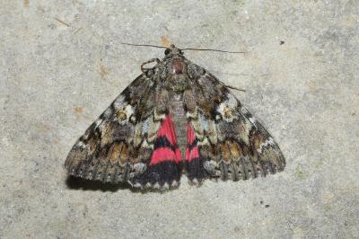 Catocala sponsa