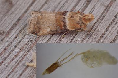 Acrobasis tumidana