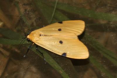 Lithosia quadra