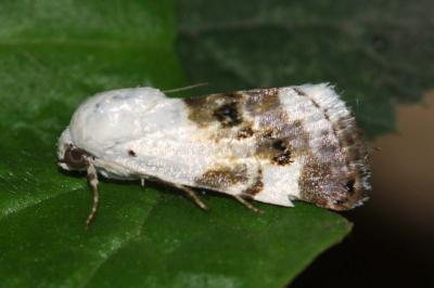 Acontia lucida