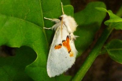 Leucodonta bicoloria