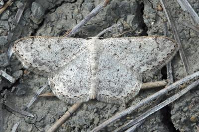 Scopula marginepunctata
