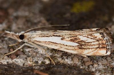 Catoptria falsella