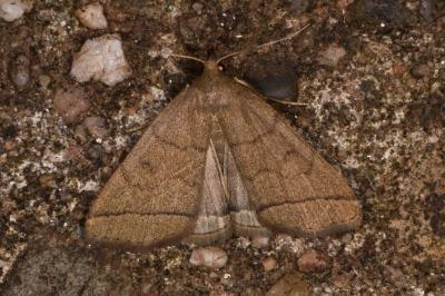 Herminia tarsipennalis