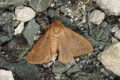 Ocneria rubea