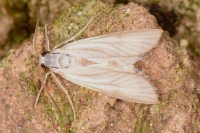 Acentria ephemerella