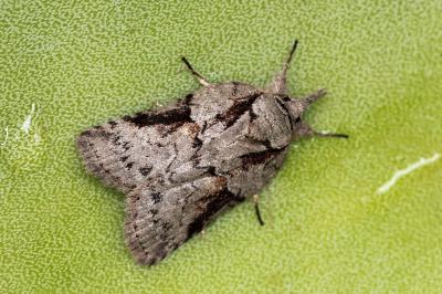 Nycteola columbana