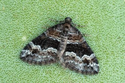 Perizoma bifaciata