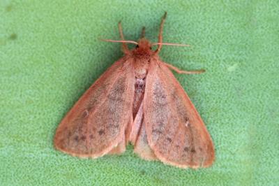 Ocneria rubea