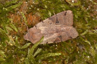 Anchoscelis litura