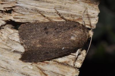 Amphipyra tragopoginis