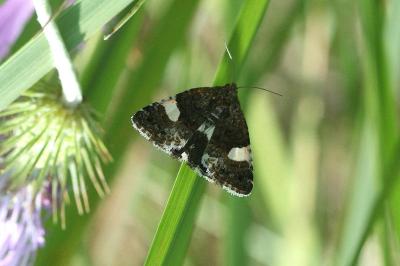 Tyta luctuosa