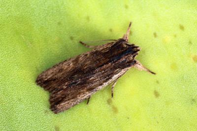 Lithophane semibrunnea