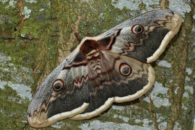 Saturnia pyri
