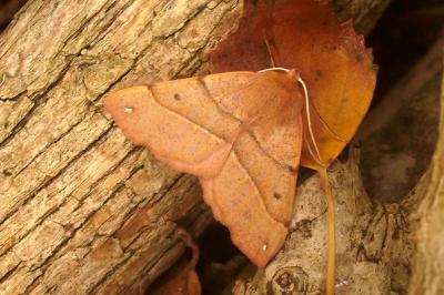 Colotois pennaria