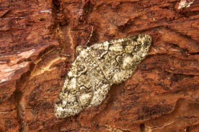 Cleorodes lichenaria