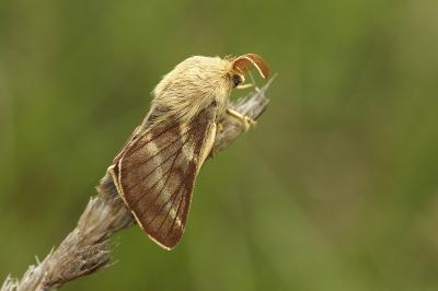 Malacosoma franconicum