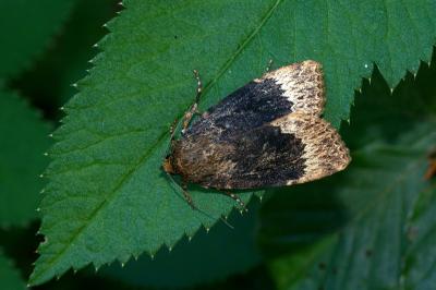 Amphipyra perflua