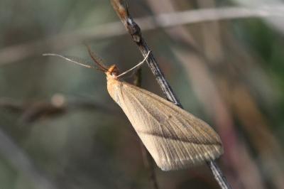 Rhodometra sacraria