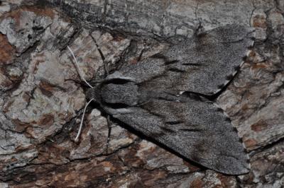 Hyloicus pinastri