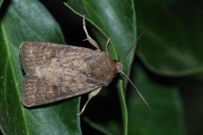 Hoplodrina octogenaria