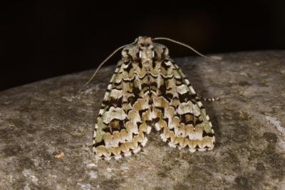 Griposia aprilina