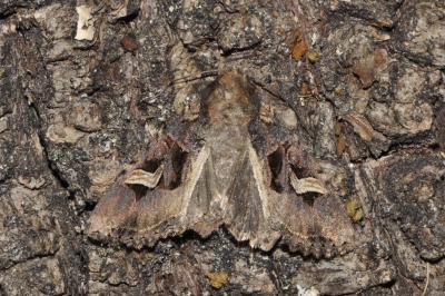 Trigonophora flammea