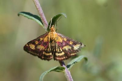 Pyrausta purpuralis