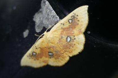 Cyclophora albiocellaria