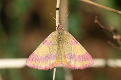 Lythria cruentaria