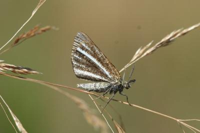 Isturgia limbaria