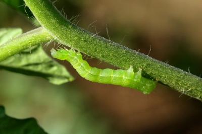 Chrysodeixis chalcites