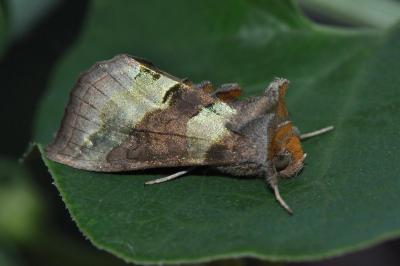 Diachrysia chrysitis