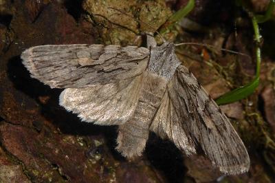 Lithophane leautieri