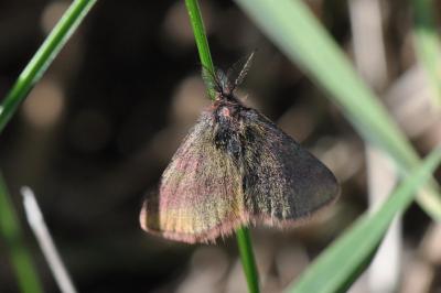 Lythria cruentaria