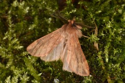 Ptilophora plumigera