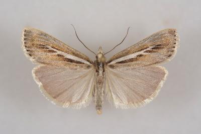 Catoptria digitellus