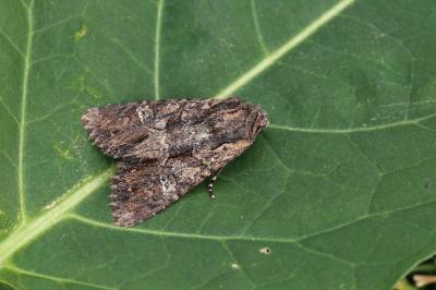 Mniotype occidentalis