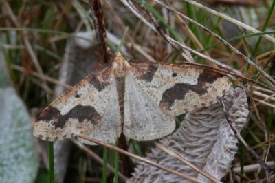 Erannis defoliaria
