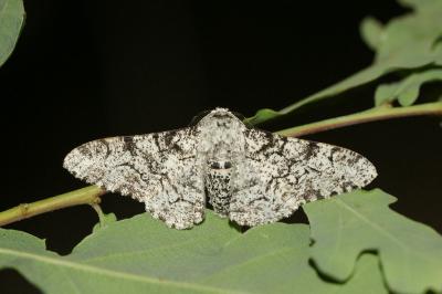 Biston betularia